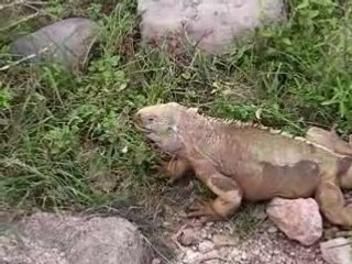 Iguane en train de manger