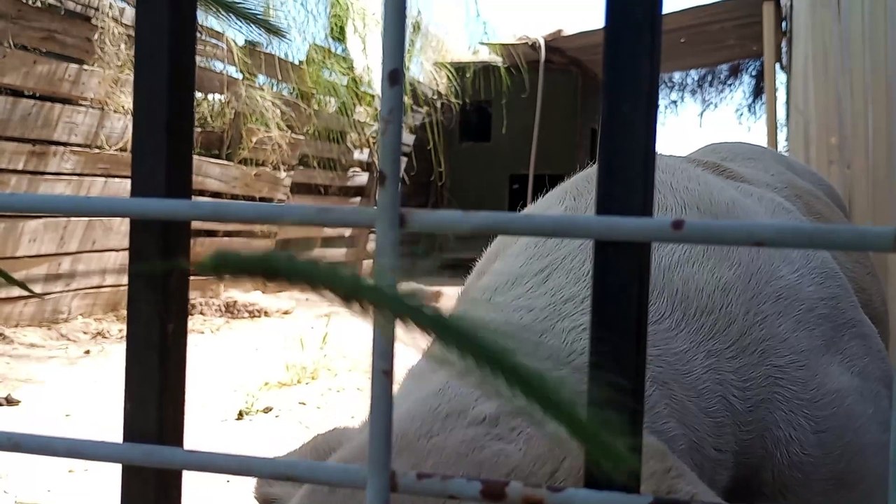 Choco - spendin a lovely while by my family k9 homeboy maybe warm sun pulls him away occasionally VID_20230418_133355279