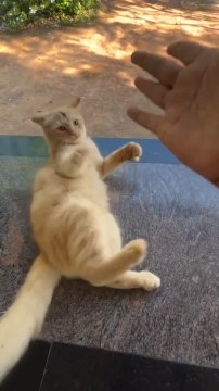 Human Pretends to Have Karate Fight with Cat