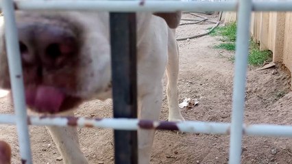 Choco - spendin a lovely while by my family k9 homeboy maybe warm sun pulls him away occasionally VID_20230418_135437134