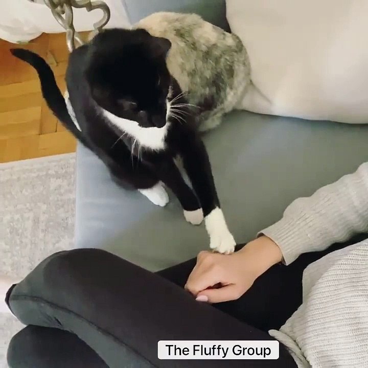 🐱✨ Welcome to the purr-fectly adorable world of CatsAndBunnies! In this de