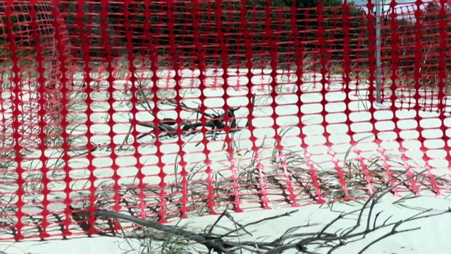 Queensland study prompts calls for 4WD ban on beaches being ‘pummelled to death’