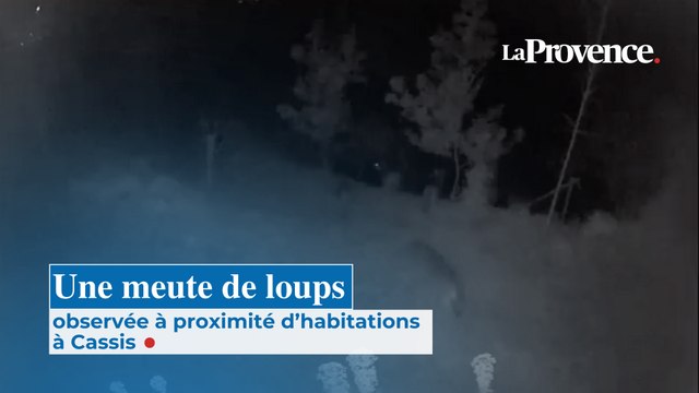 Une meute de loups observée à proximité d'habitations à Cassis