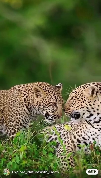 The Majestic Lions of Africa: Kings of the Wild