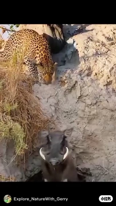 Cheetah vs Leopard: What’s the Difference?