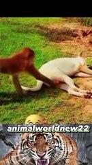 Wildlife at Night: Hidden Secrets of the Jungle