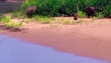 The Great Migration: Millions of Animals on the Move