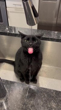 Cat Loves to Drink Water From Sink Faucet