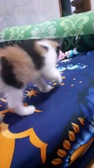 KITTENS PLAYING#kitten#kitty#cat