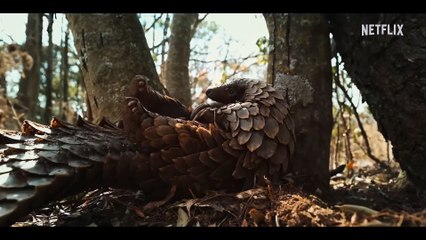 Pangolin Kulu’s Journey Documentary Movie