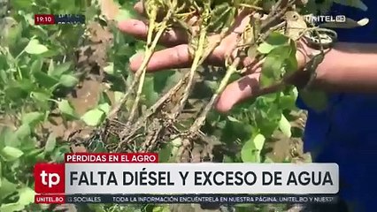 Sector maicero no solo se ve afectado por la falta de diésel, sino también por la excesiva lluvia, según Promasor