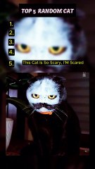 Top 5 strange faced cats