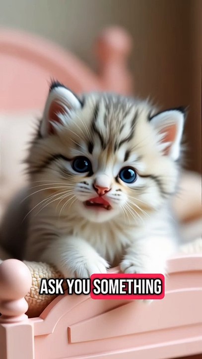 CUTE CAT REQUESTING FOR FRIENDSHIP