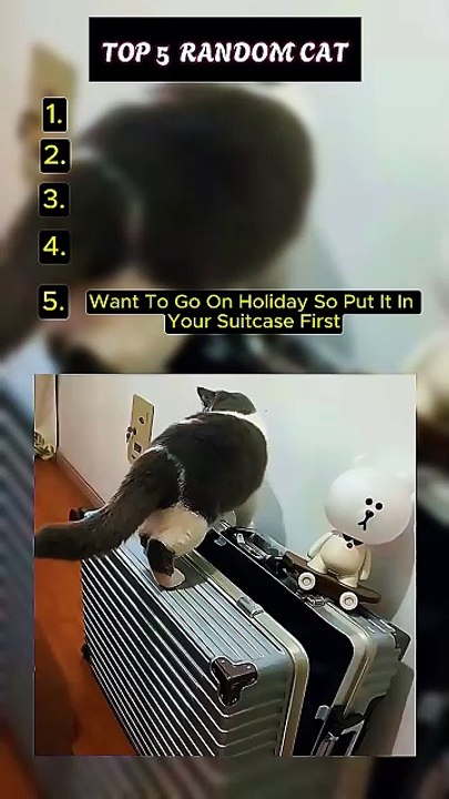 Top 5 Funny Cat