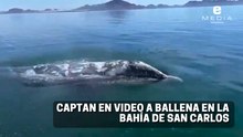 Avistamiento de ballena en San Carlos, Sonora