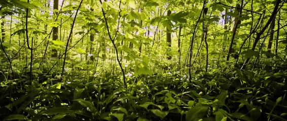 Alice no País das Trevas - Filme 2023