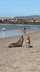 Sea Lion Interacts With Curious Dog at Dog Beach