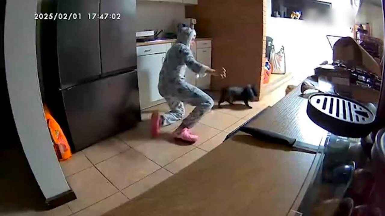 Dog Camera Captures Oven Exploding While Person Tries to Make Lasagna in it