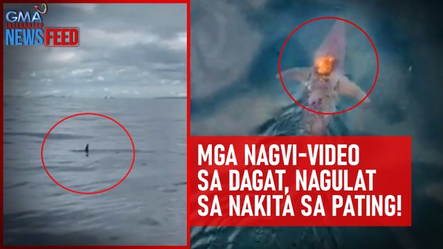 Mga nagvi-video sa dagat, nagulat sa nakita sa pating! | GMA Integrated Newsfeed