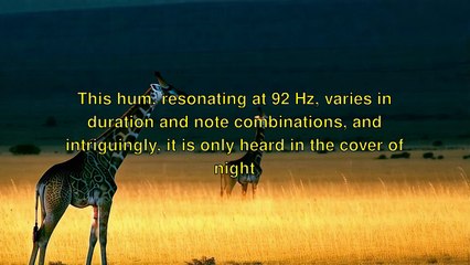 "Giraffes' Mysterious Nocturnal Humming Revealed"