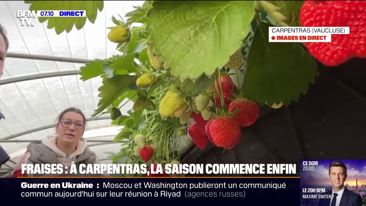 Fraises: à Carpentras, la production a quinze jours de retard à cause du mauvais temps