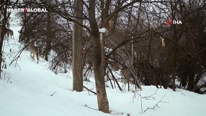Kurtlar sürü halinde o köye akın etti, o anlar şaşırttı