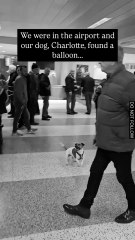 Everyone’s stressed at the airport… except this dog 🐶🎈