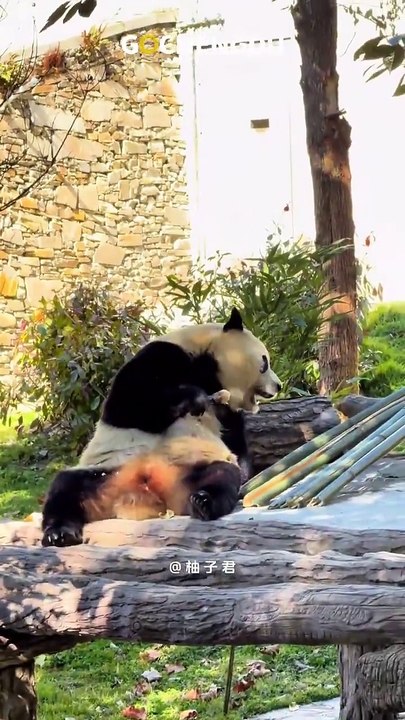 Panda volta a ser visto em público após mais de cem dias de reabilitação