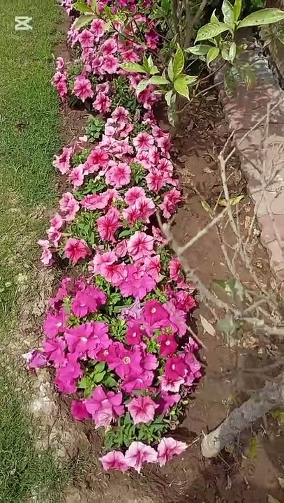 Let's go garden