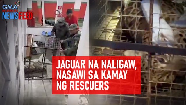 Jaguar na naligaw, nasawi sa kamay ng rescuers | GMA Integrated Newsfeed