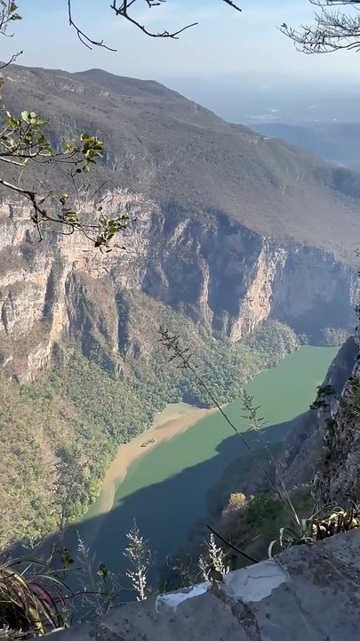 Des fourmis travaillent ensemble pour déplacer de la nourriture
