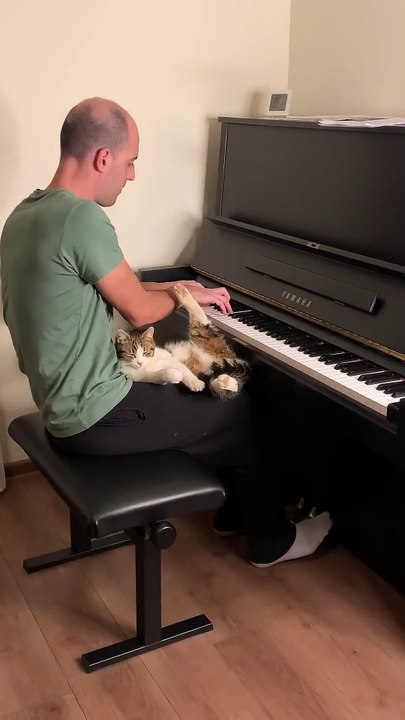 Un chat paisiblement installé sur les genoux d’...