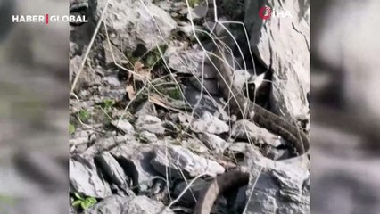 Şemdinli’de devasa engerek yılanı görüntülendi!