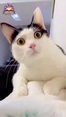 "Adorable Cat Reaction! 🐱💕 | Cutest Kitty Expressions | Must Watch!"
