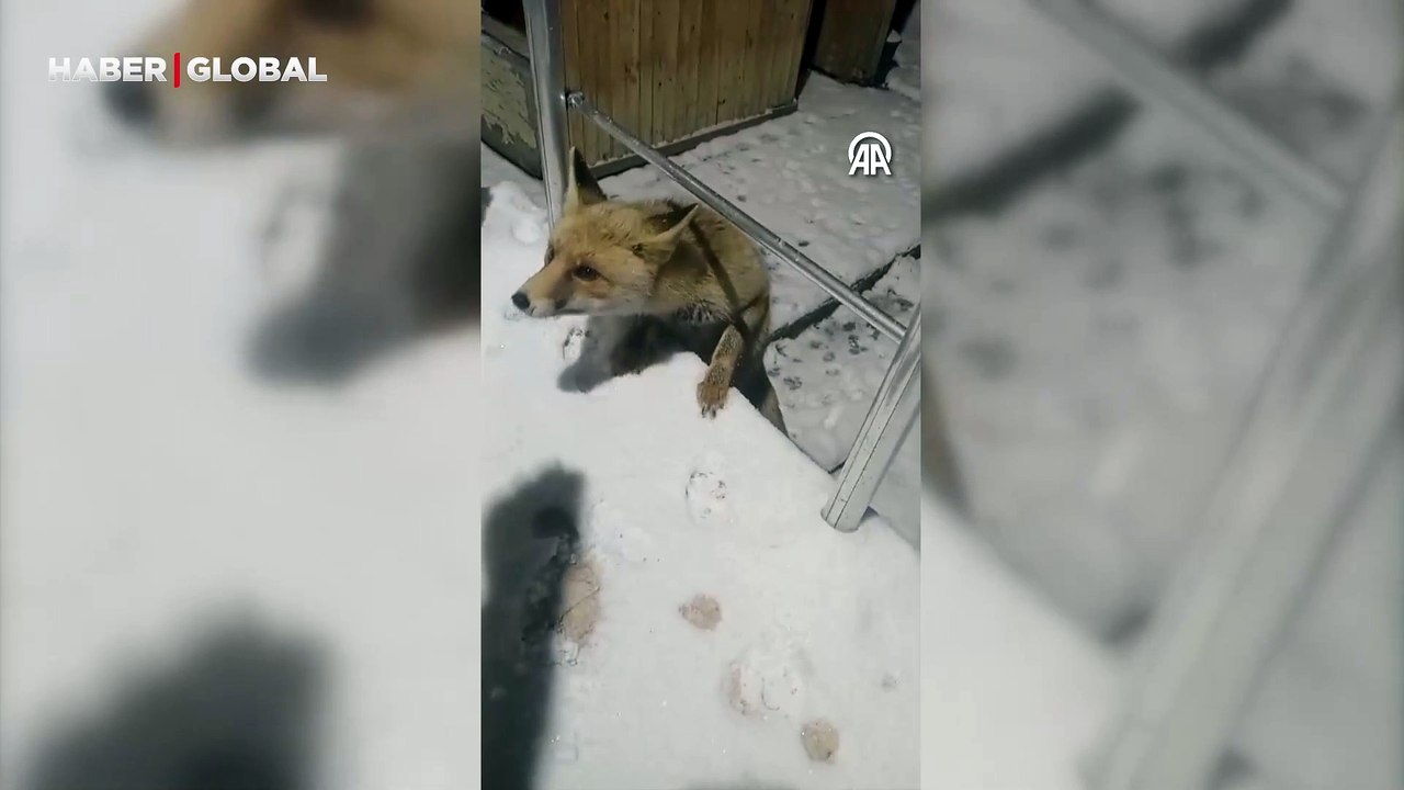 Kastamonu'da bir kişi aç kalan tilkiyi etli ekmekle doyurdu