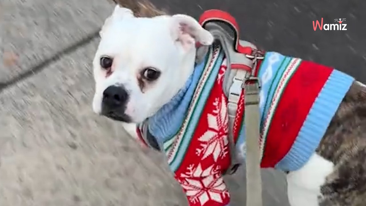 Dog once found a bagel in a bush; now he insists on daily checks for more