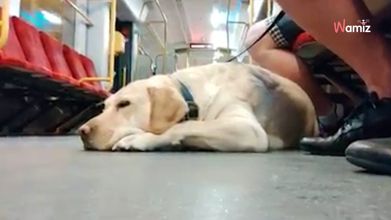 Ganz besondere Labrador-Hündin ist über die Regenbogenbrücke gegangen
