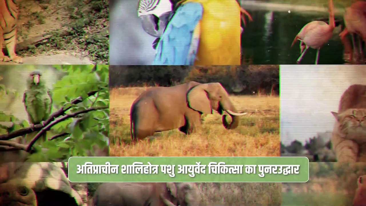 वनतारा दुनिया का सबसे बड़ा वन्यजीव बचाव और पुनर्वास केंद्र बना है।