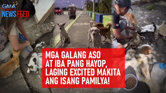 Mga galang aso at iba pang hayop, laging excited makita ang isang pamilya! | GMA Integrated Newsfeed