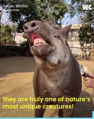 💯Le sourire animal le plus mignon de tous les temps 😁💯ABONNES-TOI & METS UN COM' STP MERCI💯