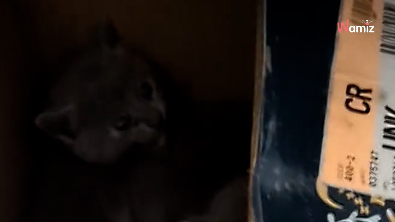 Elle va chez le vétérinaire pour faire stériliser son chien : rien ne va se passer comme prévu (vidéo)