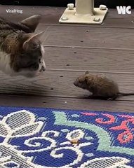 💯Rencontrez Tom & Jerry dans la vraie vie 🐈‍⬛🐁💯ABONNES-TOI & METS UN COM' STP MERCI💯