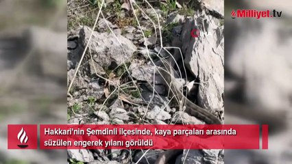 Hakkari'de panik anları! Metrelerce uzunlukta engerek yılanı görüntülendi