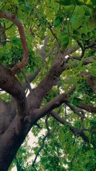 Nature’s Beauty Captured in the Heart of the Village #maxrecords #villagelife #larkana #sindh #vlog