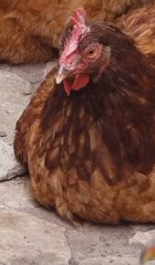 Criar una gallina, una moda en auge ante el alza en el precio de los huevos