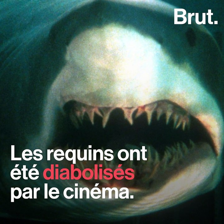 Le mythe du requin tueur