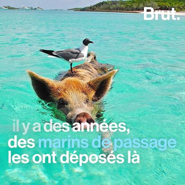 Une île aux Bahamas est peuplée de cochons sauvages