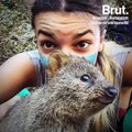 Pourquoi le quokka est l’animal le plus heureux du monde ?