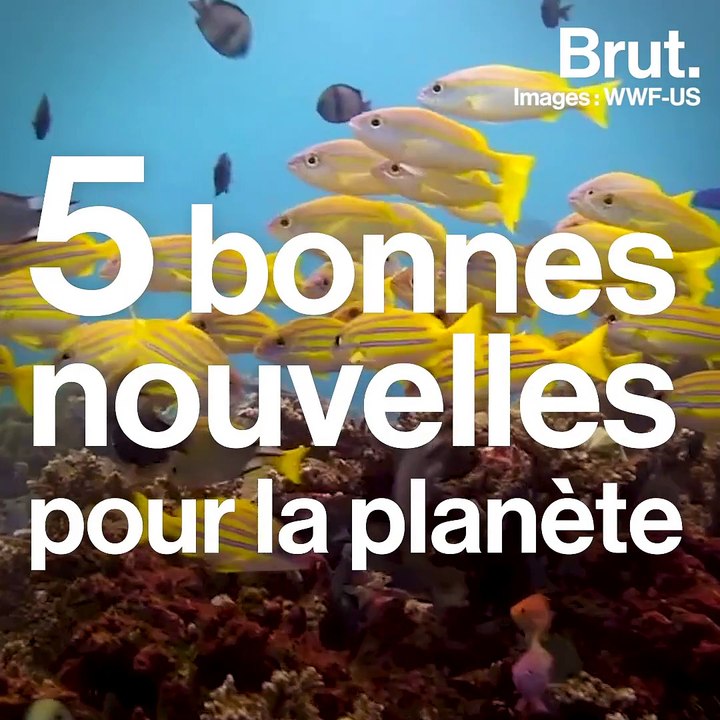 5 bonnes nouvelles  pour la planète  en décembre 2018