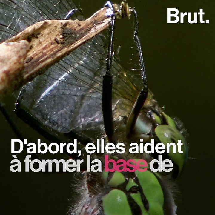 Les selles de ces animaux jouent un rôle essentiel pour la vie sur Terre